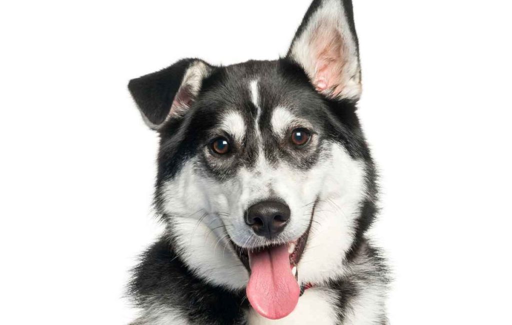 A black and white Labsky sitting against a white studio backdrop.