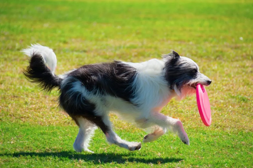 A longhaired Borderdoodle running with a red frisbee.