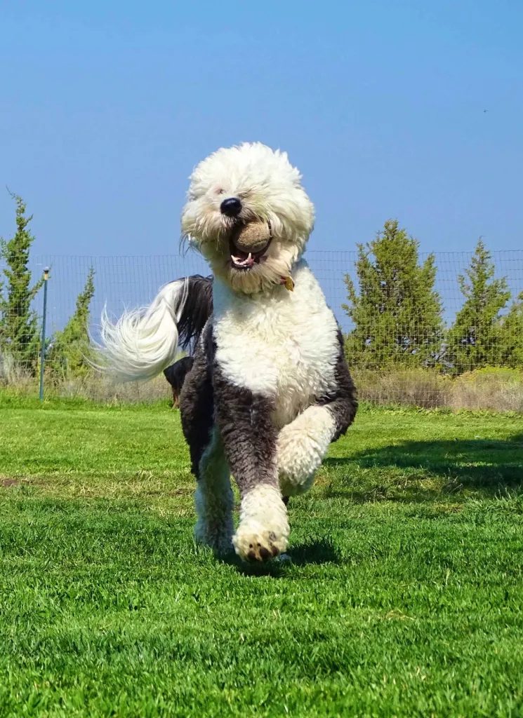 A fluffy, happy white and grey Sheepadoodle runs playfully across a field with a ball in their mouth.