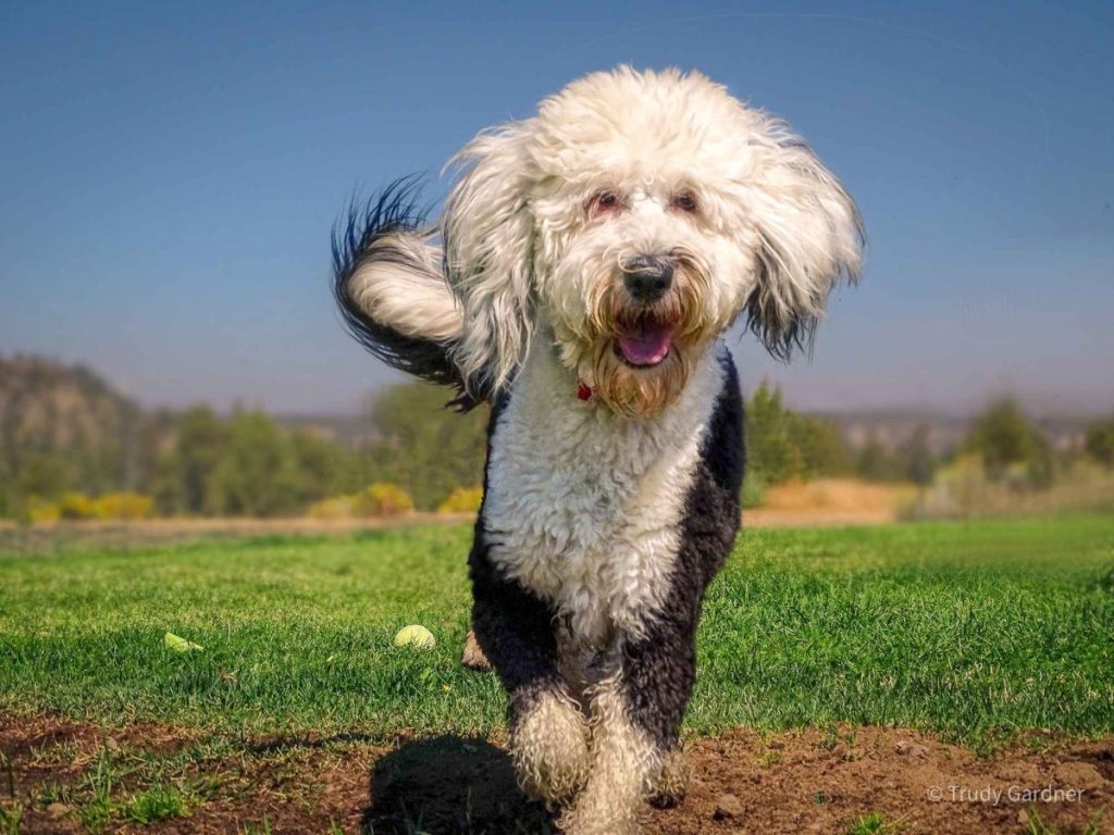 A grey and white Sheepadoodle with fluffy ears walks across a green field in the spring towards the camera.