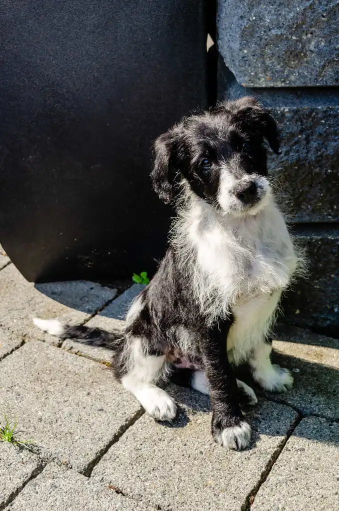 A black and white Bordoodle puppy sitting on a stone path, looking at the camera.