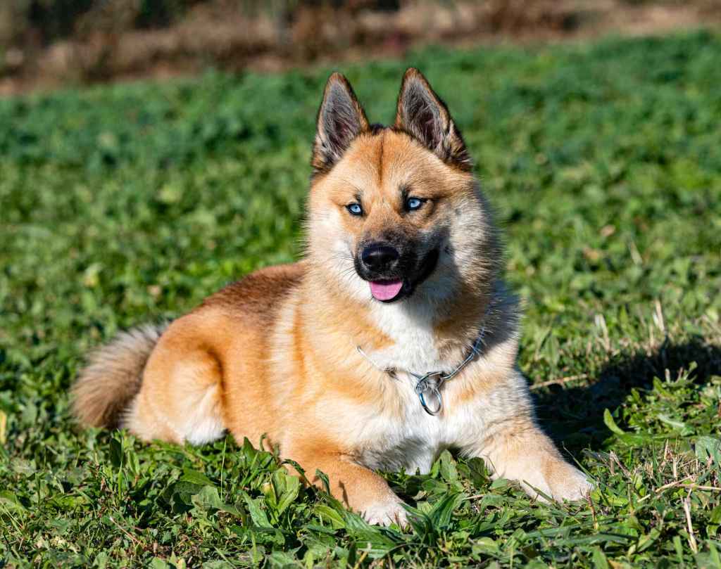 A red and white Pomsky with blue eyes sits in the grass, alert with ears perked up.