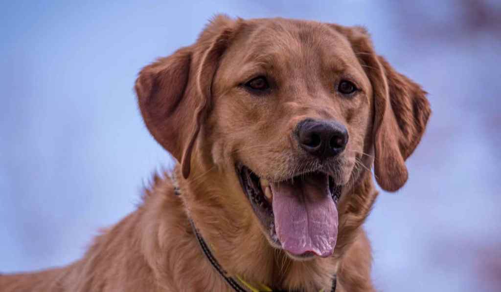 Meeting a Goldador Litter 