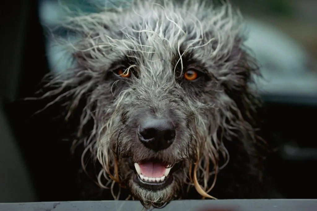 A fluffy grey Bordoodle with brown eyes looks out the car window.