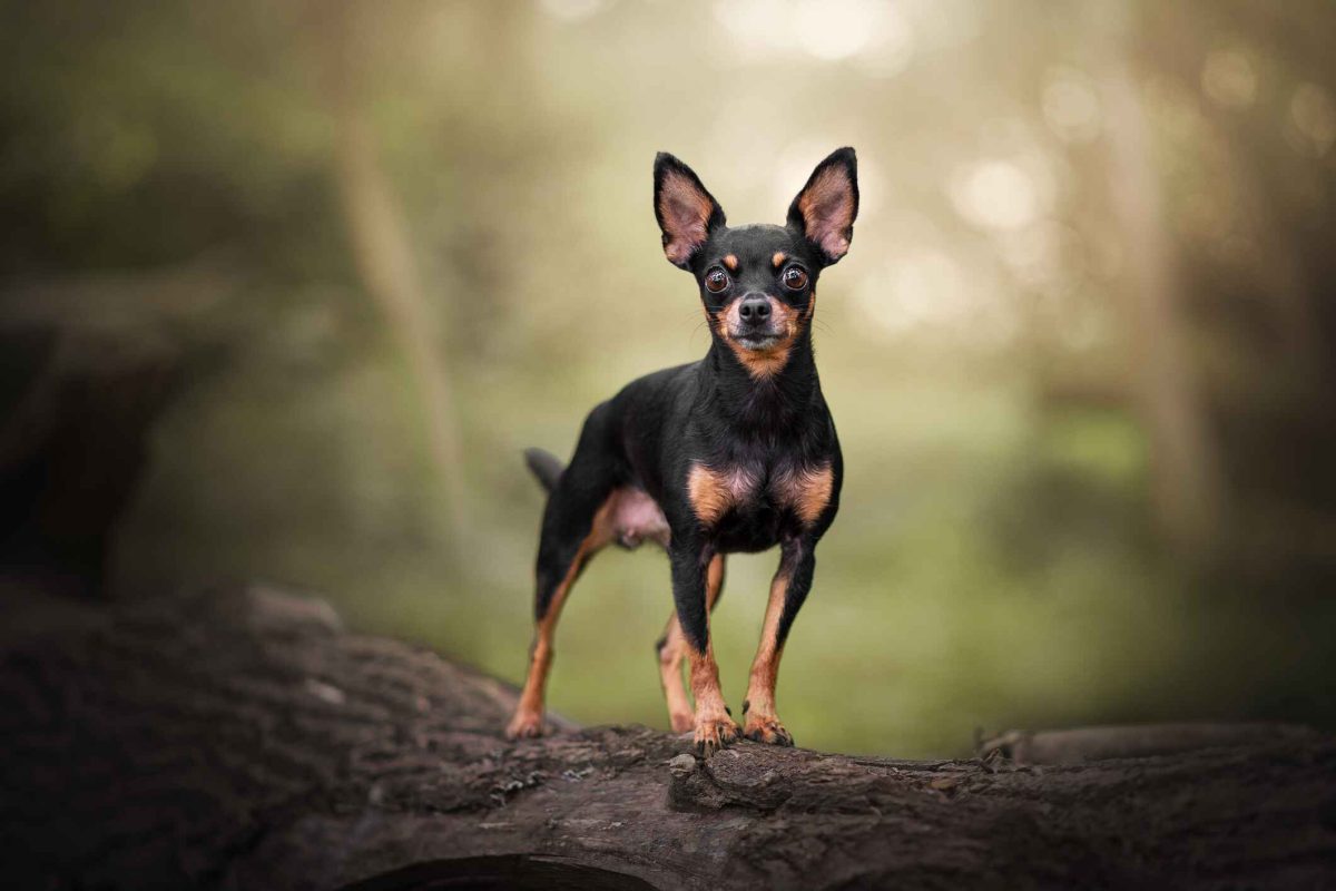 Chihuahua cross pinscher shops