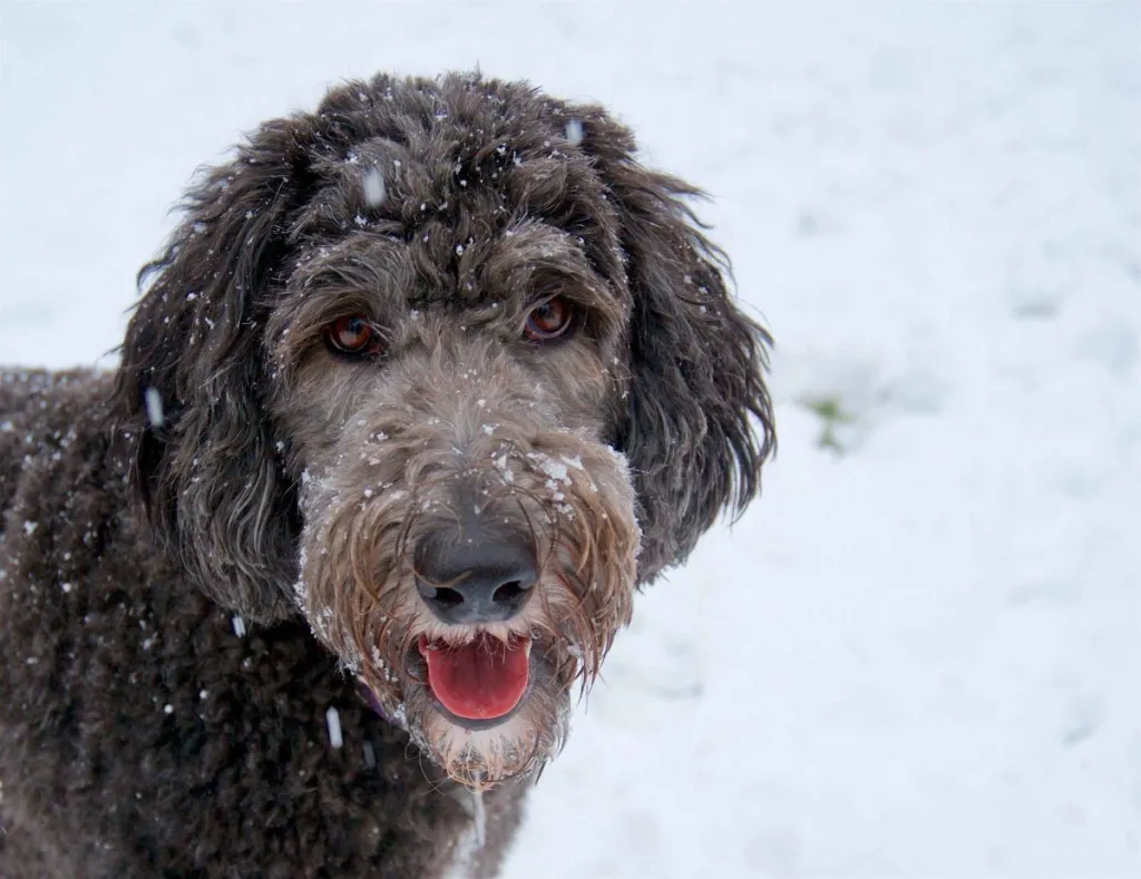 A closeup photo of a grey Sheepadoodle standing in the snow with snowflakes on their face.