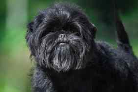 A black Affenpinscher looks at the camera, tail raised.