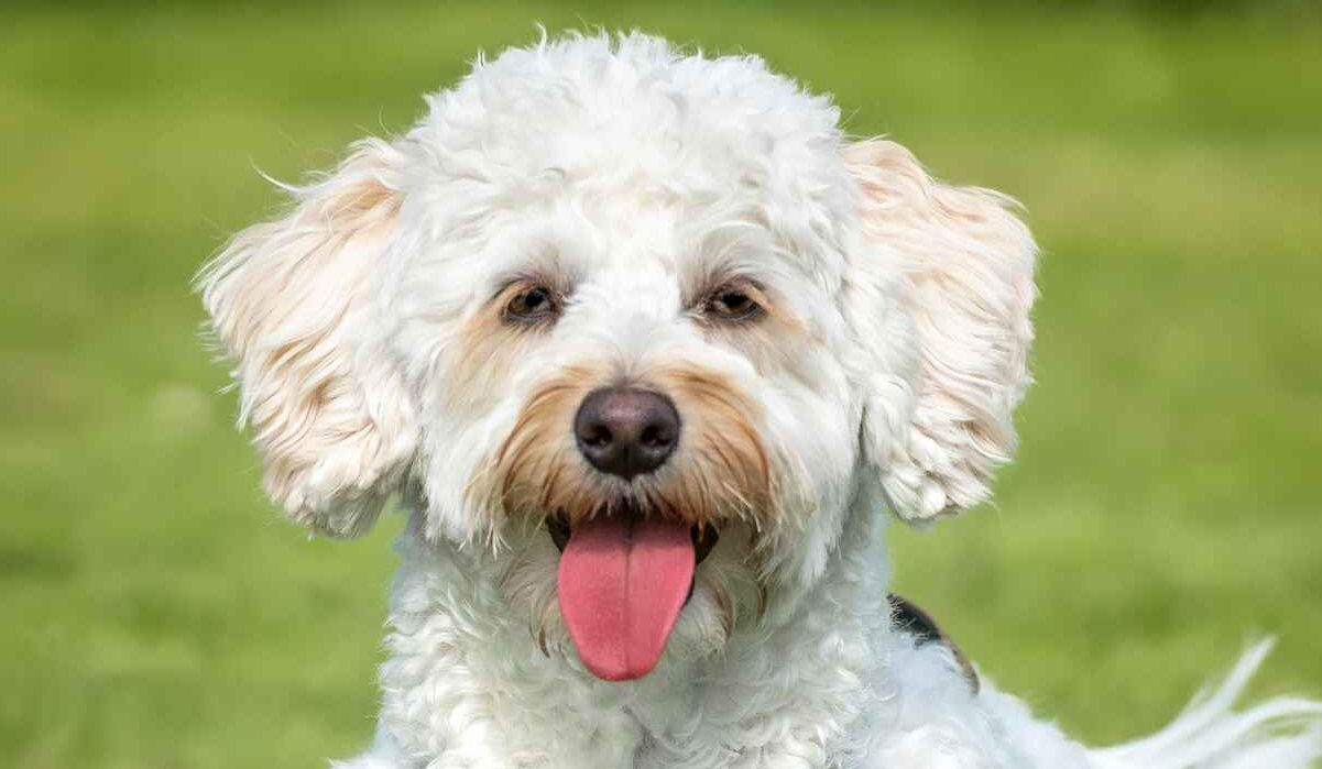 Poochon Dog Breed Information Characteristics