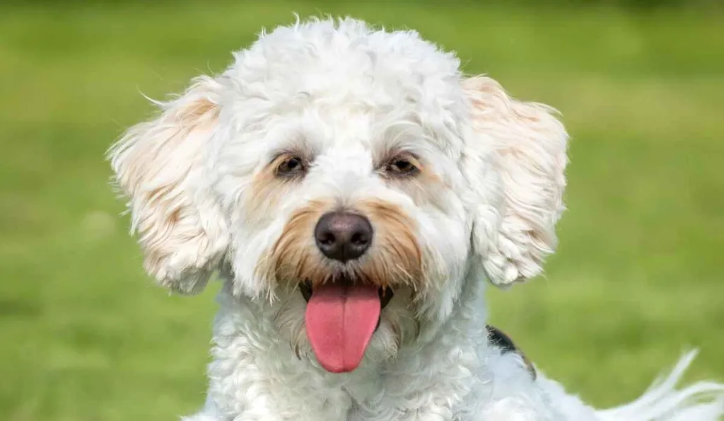 A cream Bichonpoo or Poochon waring a brown harness sitting in the grass.