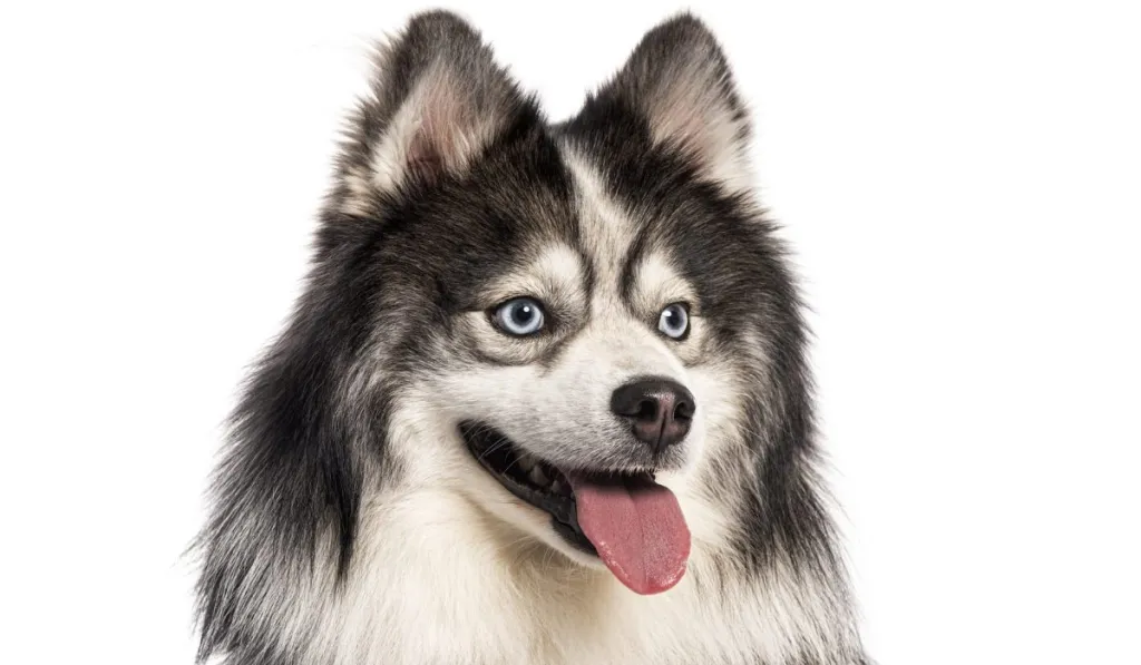 Pomsky panting, design dog, Husky crossed with a spitz, panting with tongue out and looking away, isolated on white