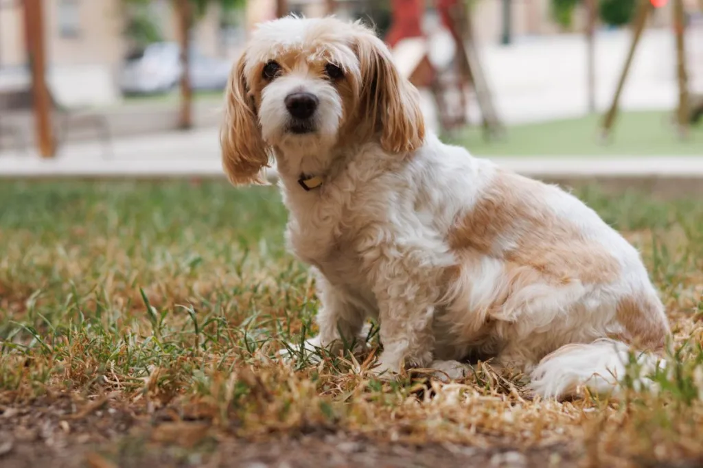 A cream and white Cavachon sitting in the grass looking at the camera.