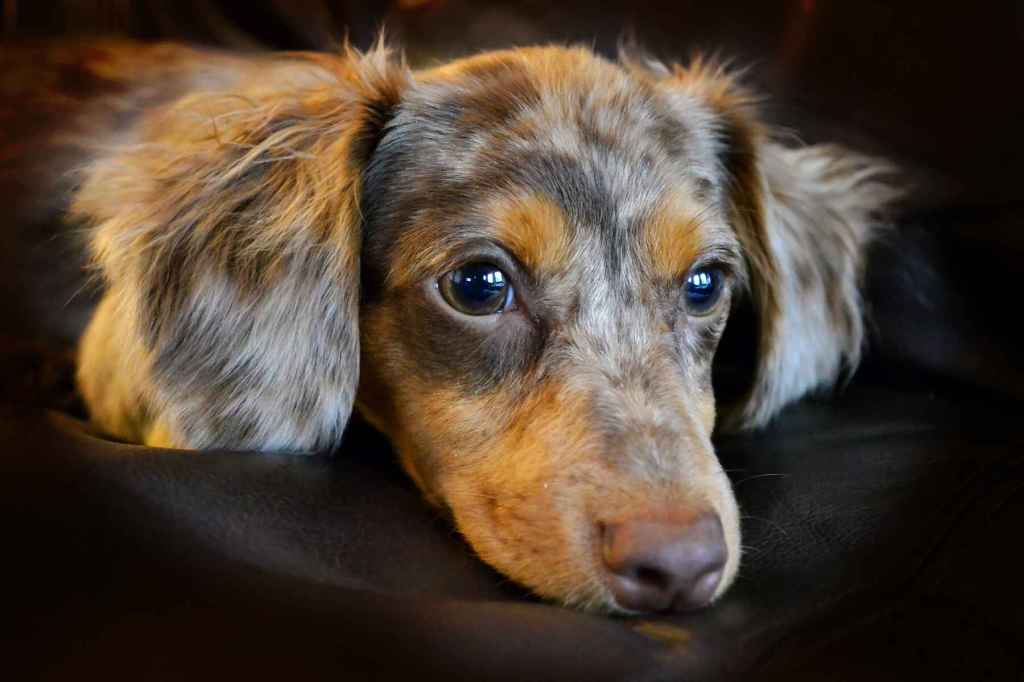 A closeup photo of a beautiful Chiweenie dog with Dachshund dapple coat coloration resting.