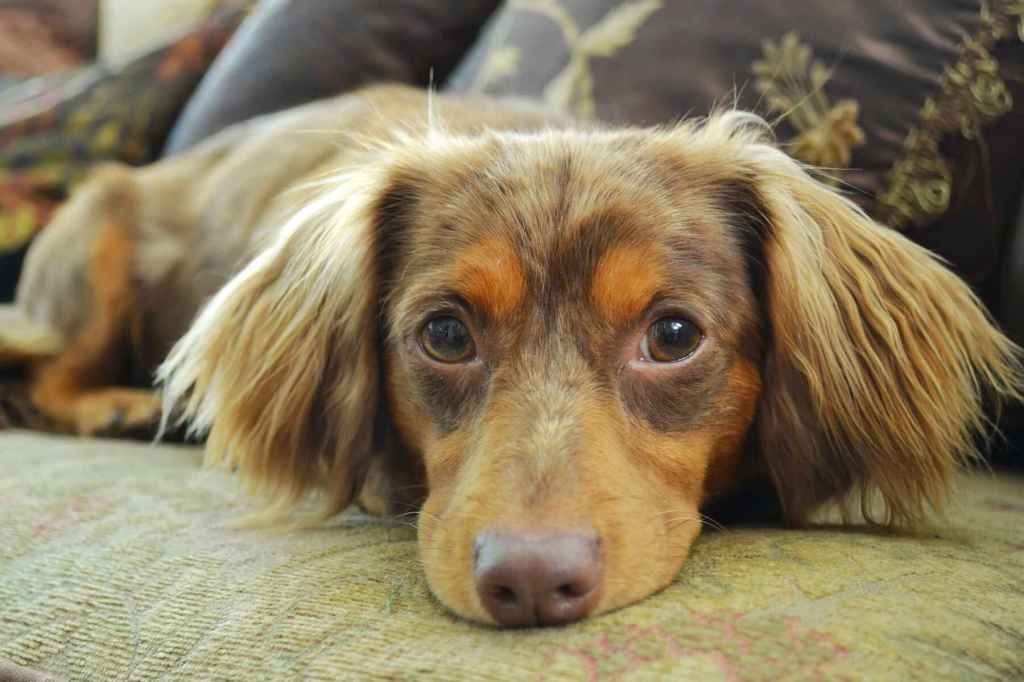 A longhaired Chiweenie lying on a couch, looking into the camera.