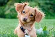 A photo of a fluffy-eared Chiweenie, or Chihuahua Dachshund mix, sitting in bright green grass looking at the camera. The Chiweenie is caramel in color and is tilting their head to the side.