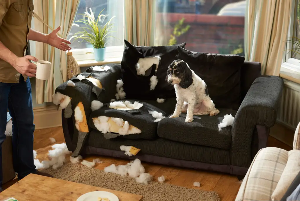 Chien adolescent détruisant le canapé et propriétaire disciplinant le comportement destructeur.