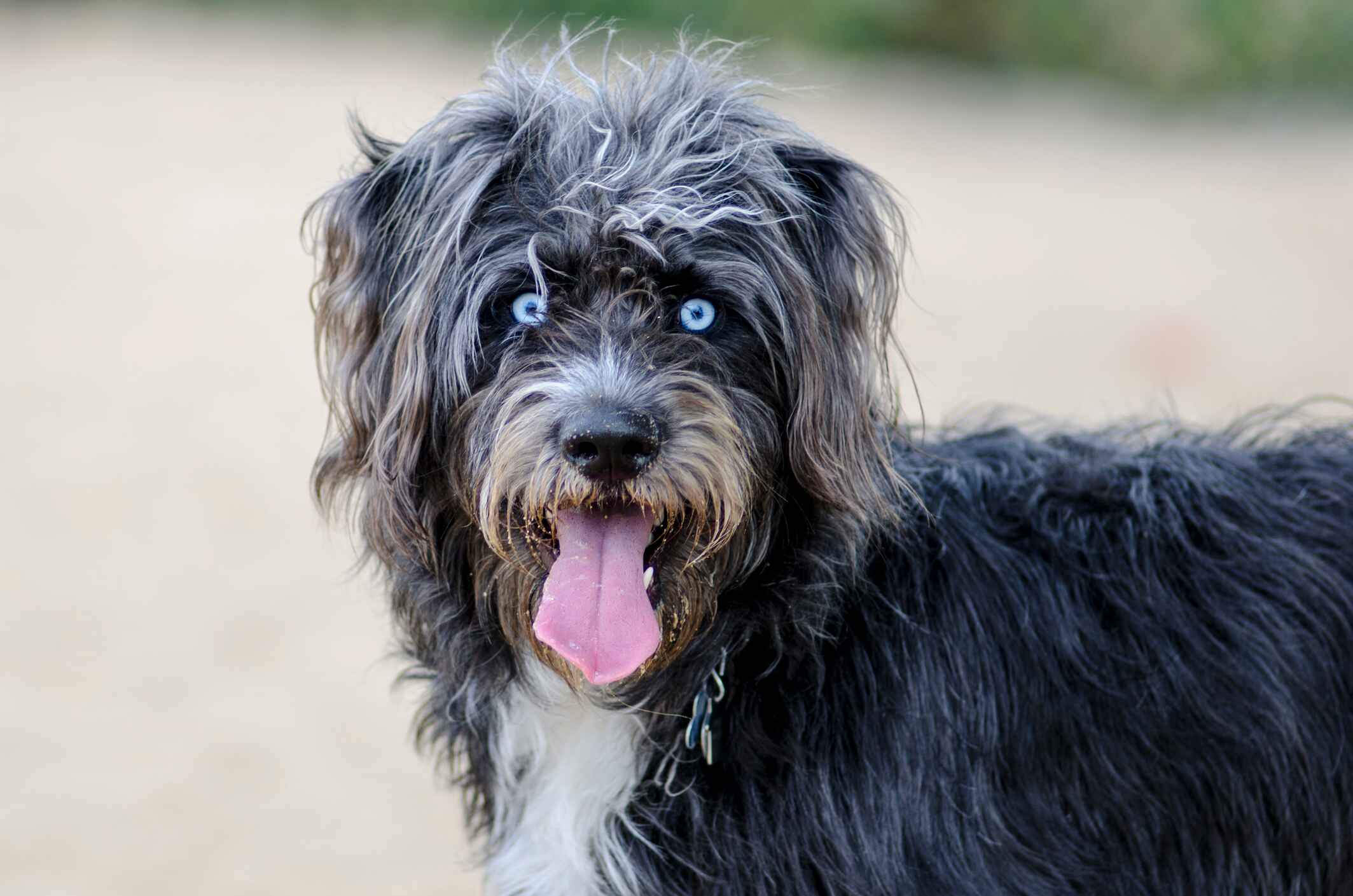 Malamute Husky X Labradoodle Grey Wolf Husky German Shepherd Mix