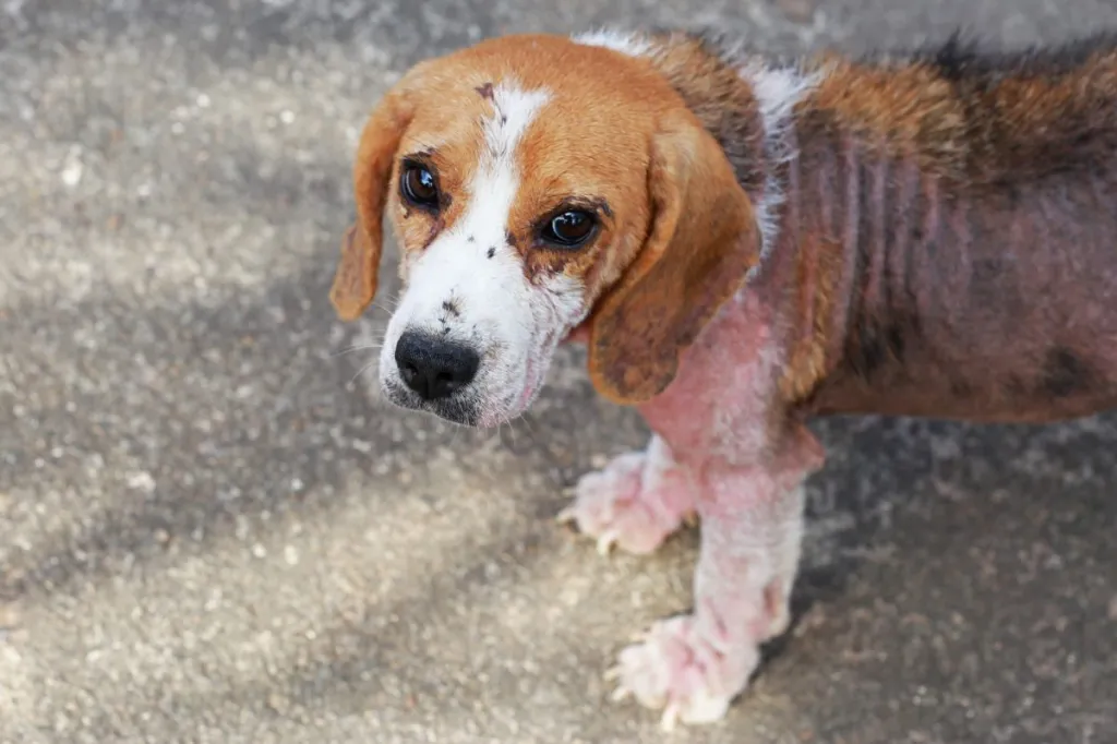 Beagle atteint de démodicose.