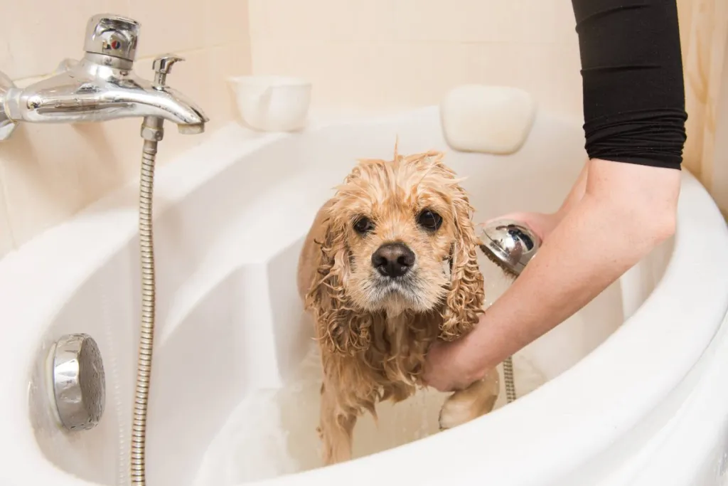 Propriétaire baignant son animal avec un shampoing médicamenteux.