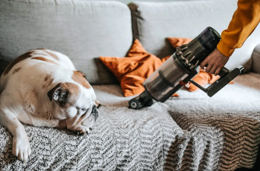 Chien regardant son maître qui utilise l'aspirateur sur le canapé.