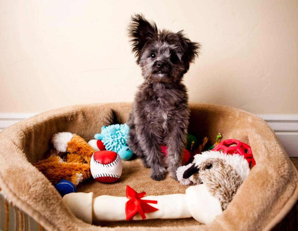 Dog sitting in bed with toys.