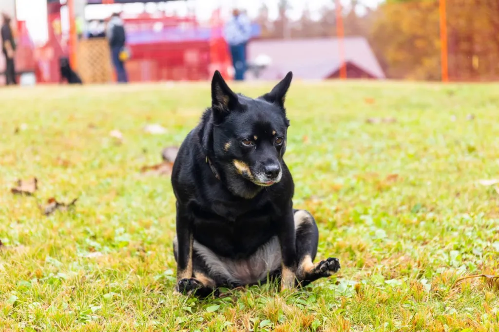 Le chien traîne ses fesses sur le sol pour soulager une irritation ou un inconfort.