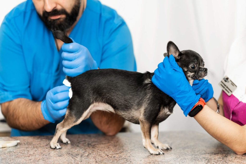 Vétérinaire nettoyant le derrière d'un chien après l'expression manuelle des glandes anales - une technique pour réduire la traînée des fesses liée aux problèmes de glandes anales.