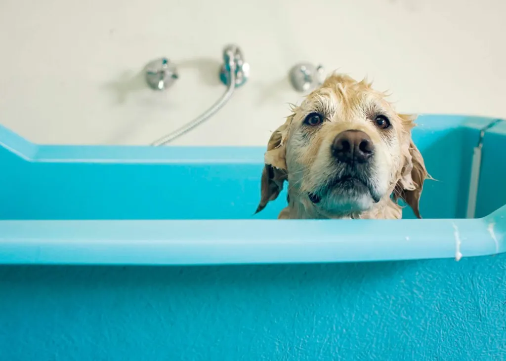 Chien Golden Retriever dans une baignoire bleue.