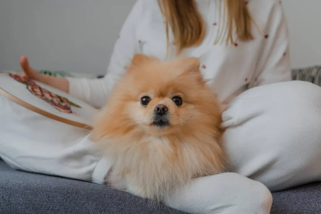 Young woman doing embroidery work with Pomeranian in her lap.