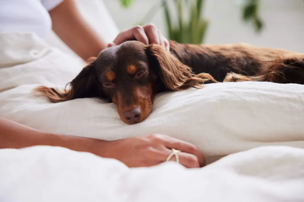 Close-up of Dachshund — one of the most affectionate small dog breed —lying on his owner's lap in bed in the morning.