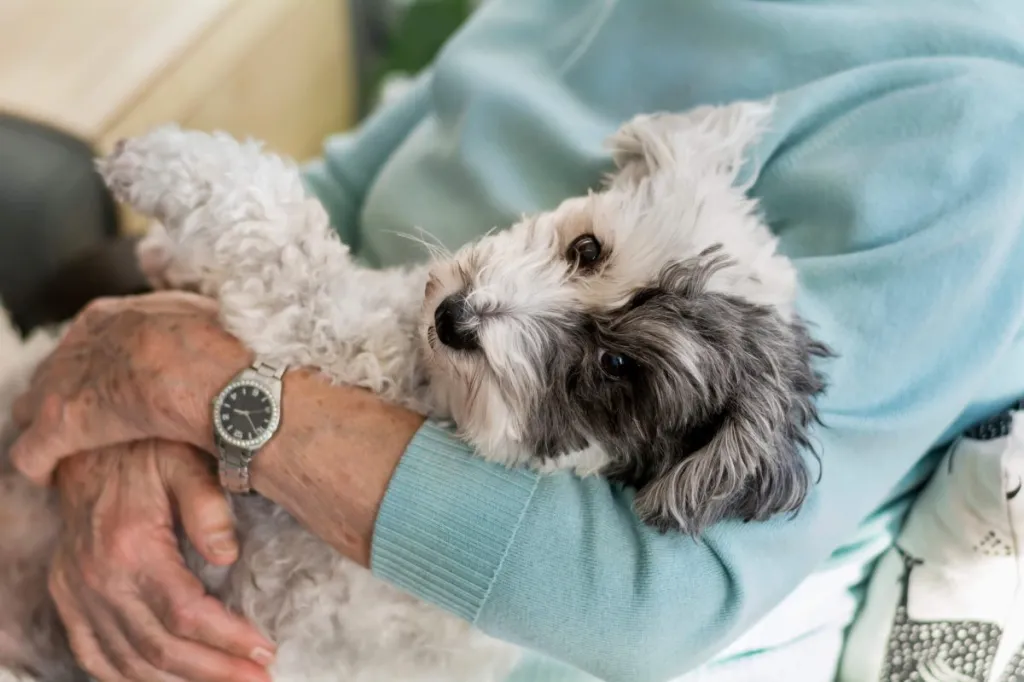 Happy senior woman cuddling her small Havanese dog at home.