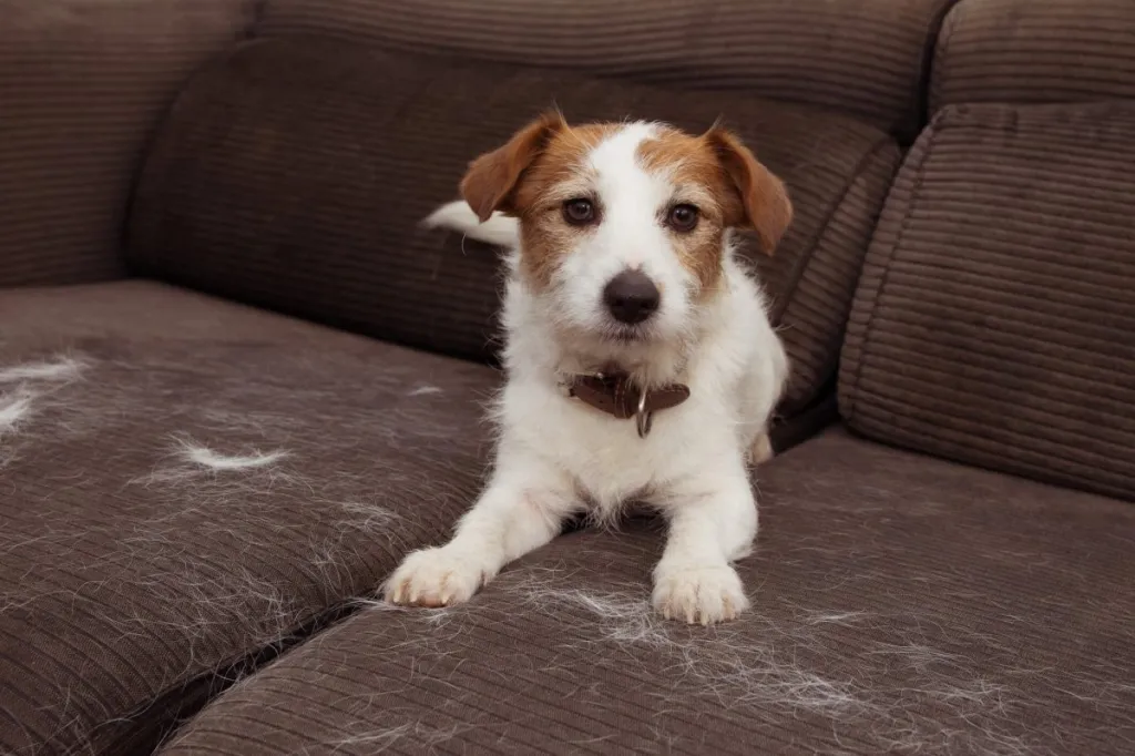 Jack Russell Terrier relaxing on a fur-covered couch — a clear sign it's time to use a pet hair remover.