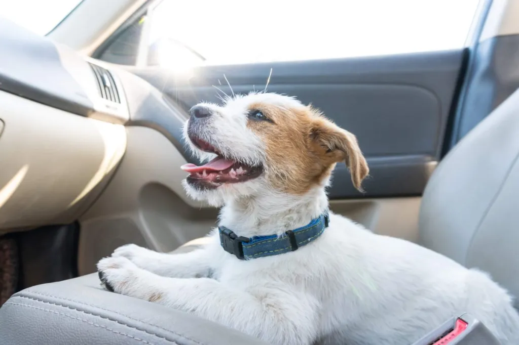 Dog in car.