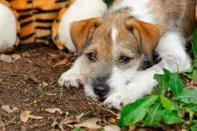 Jack Russell Terrier dog outdoors with a case of verminous myelitis.