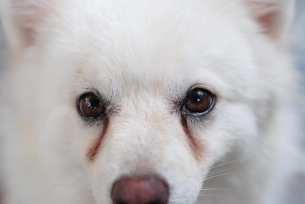 Dog with tear stains near eyes caused by eye discharge — one of the symptoms of peripheral vitreous degeneration.