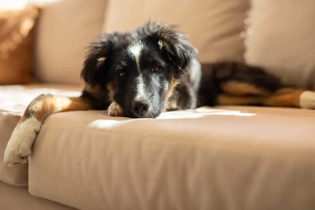 Chien souffrant de fatigue - l'un des effets secondaires du kétoconazole.