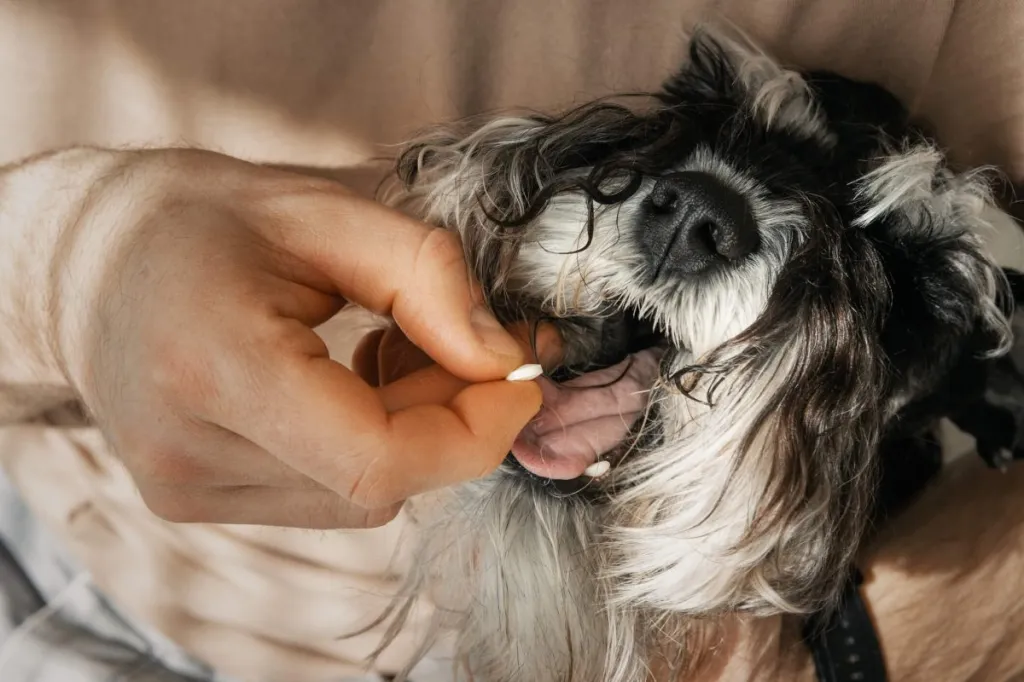 Ketoconazole for Dogs Uses Dosage Side Effects