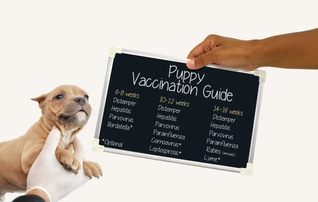 Puppy vaccination schedule guide blackboard held in hand next to fawn colored puppy.