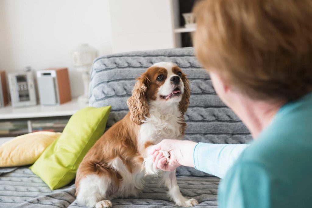 Cavalier King Charles Spaniel dog greeting guest at home, portraying the breed’s friendly nature.