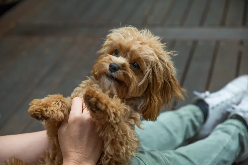 Friendly Cavapoo dog in human’s lap.