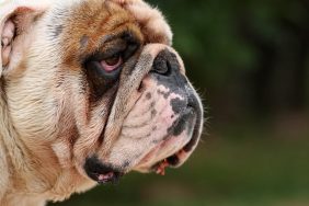 English Bulldog with red eyes — a symptom of episcleritis.