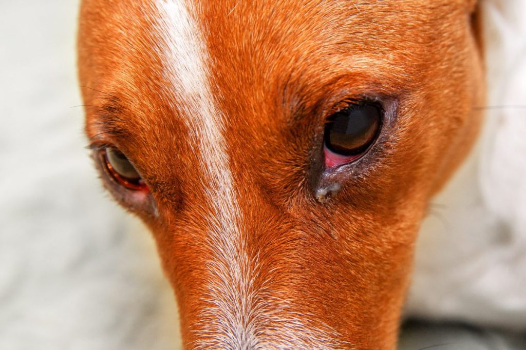 Dog with eye inflammation — a common symptom of episcleritis.