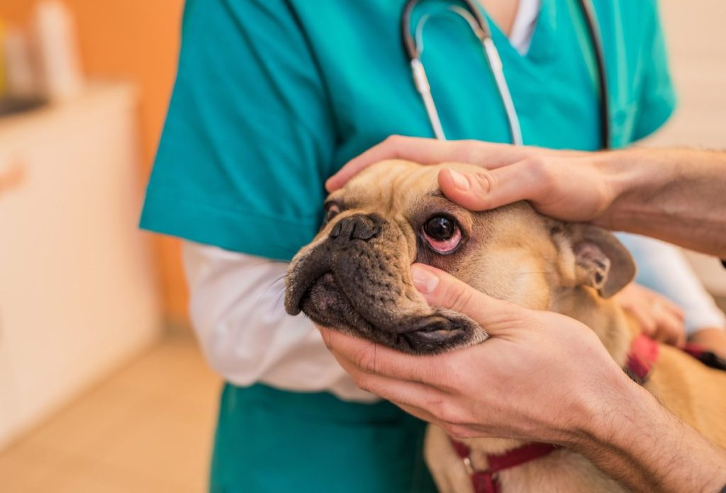 Vet checking French Bulldog’s eye for episcleritis.