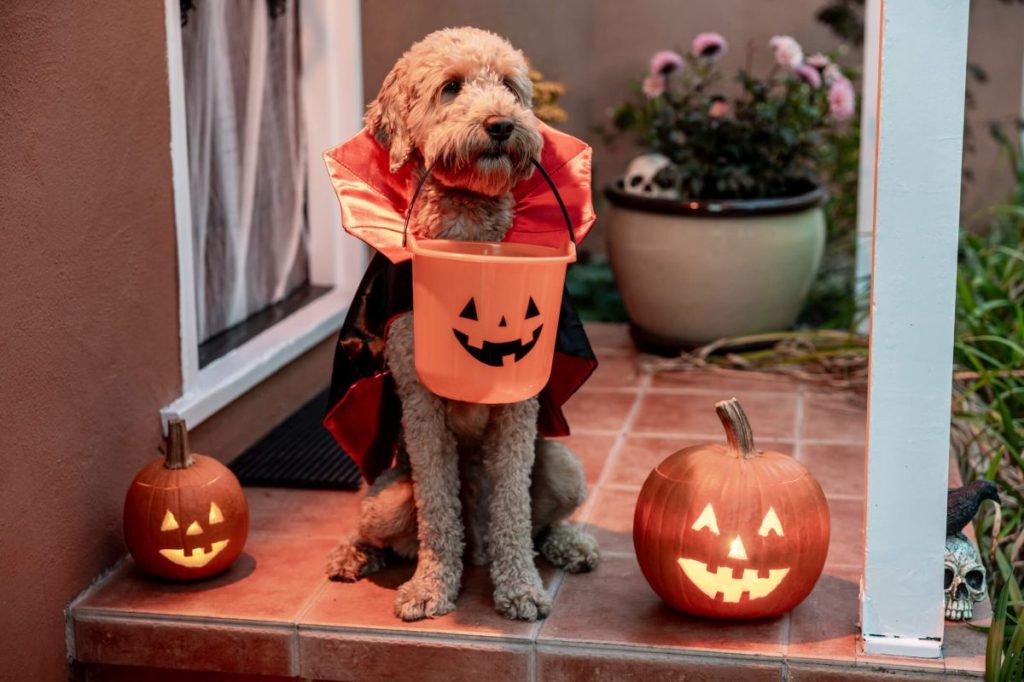 Goldendoodle dog wearing a vampire costume with Jack O' Lanterns on a front porch.