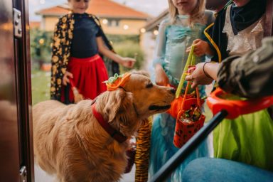 Dog in costume going trick or treating with children for Halloween candy.