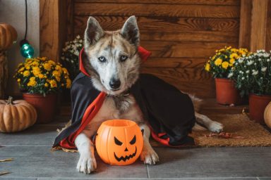 Pet dog on porch dressed in vampire costume for Halloween.