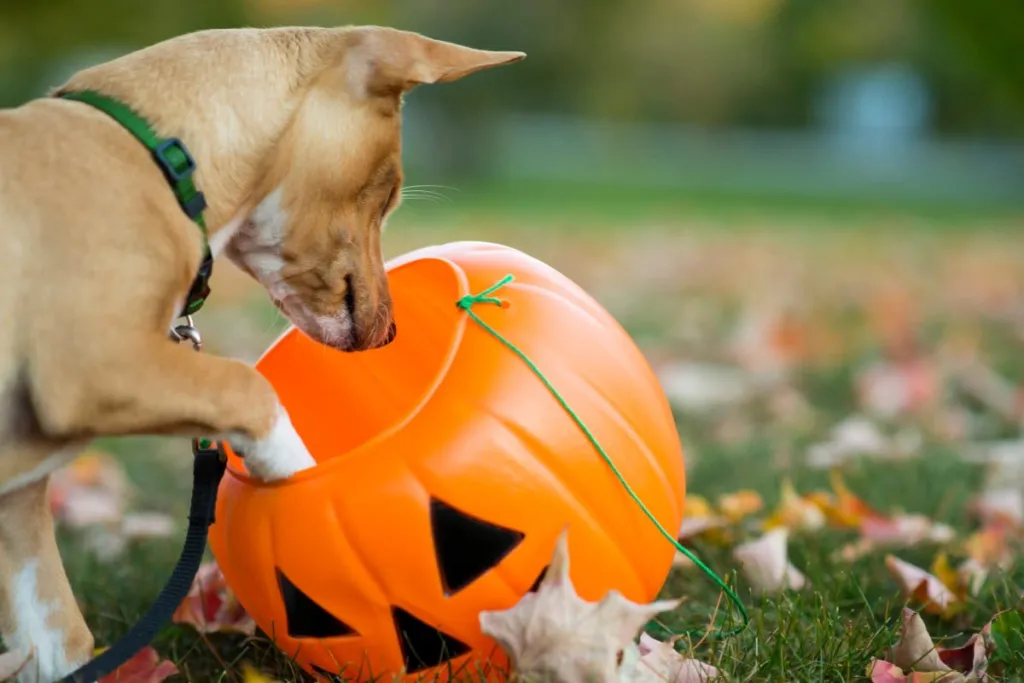 Cute little pet Chihuahua curiously sniffing and looking into a jack-o-lantern pumpkin bucket for Halloween candies.