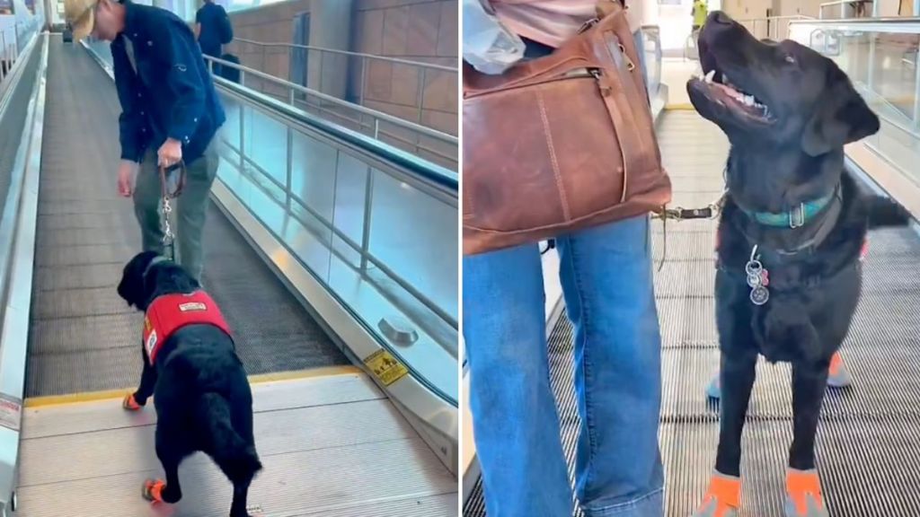 service dog moving sidewalk