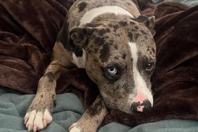 Pit Bull and American Bulldog mix Margot, who won the World's Cutest Rescue Dog title for 2024.