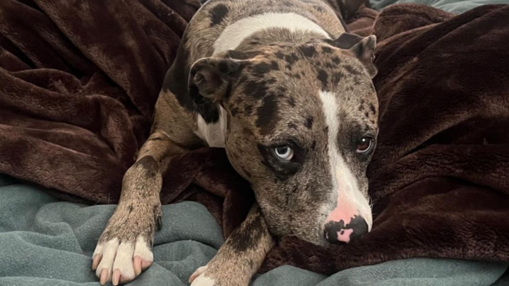 Pit Bull and American Bulldog mix Margot, who won the World's Cutest Rescue Dog title for 2024.