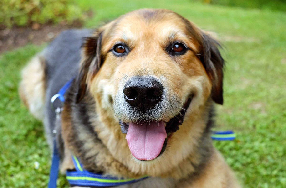 Long haired fashion german shepherd golden retriever mix